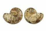 Jurassic Cut & Polished Ammonite Fossil - Madagascar #289369-1